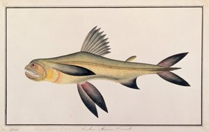 Bombay Eend, uit Tekeningen van Vissen van Malakka, c.1805-18 door Chinese School