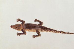 Boo-ay-ah Alligator, uit Tekeningen van Dieren, Insecten en Reptielen uit Malakka, ca. 1805-18
