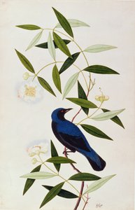 Boorah Farleeh, uit Tekeningen van Vogels uit Malakka, ca. 1805-18