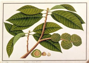 Brangam of Maleise Kastanje, uit Tekeningen van Planten uit Malakka, c.1805-18 door Chinese School