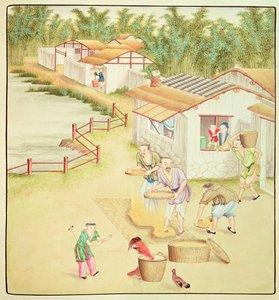 Chinese boeren zeven rijst