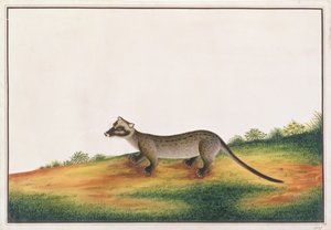 Gewone Palmcivet, uit Tekeningen van Dieren, Insecten en Reptielen uit Malakka, ca. 1805-18 door Chinese School