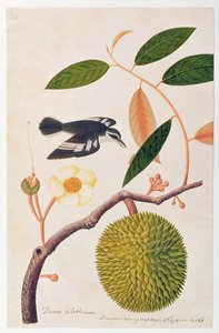 Durie zibethinus, Dorrian of Boorong Brass Brass, uit Tekeningen van Vogels uit Malakka, c.1805-18