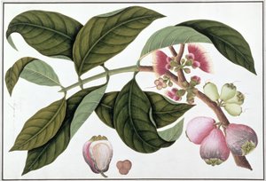 Eugenia of Jamboo Teloie poote, uit Tekeningen van Planten uit Malakka, c.1805-18 door Chinese School
