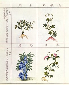 Vier planten uit een Pen Tsao, een verzameling geneeskrachtige planten, 18e-19e eeuw door Chinese School