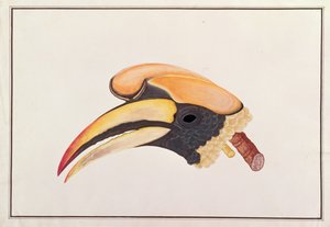 Grote Neushoornvogel, uit Tekeningen van Vogels uit Malakka, c.1805-18