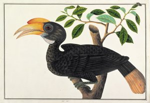 Ke ke, uit Tekeningen van Vogels uit Malakka, ca. 1805-18