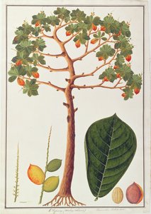 Klapang Terminalia Molucana of Maleise Amandel, uit Tekeningen van Planten uit Malakka, c.1805-18 door Chinese School