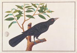 Koel, uit Tekeningen van Vogels uit Malakka, ca. 1805-18