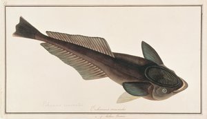 Levende Haai Zuiger, uit Tekeningen van Vissen van Malakka, c.1805-18