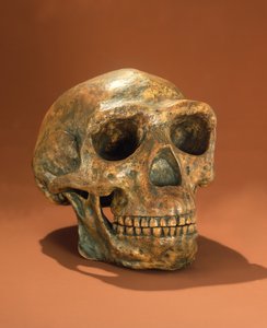 Gereconstrueerde schedel van Peking Man, Grot Choukoutien