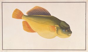 Kogelvis, uit Tekeningen van Vissen uit Malakka, c.1805-18 door Chinese School