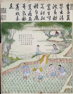 Wieden, De Rijstcultuur in China door Chinese School