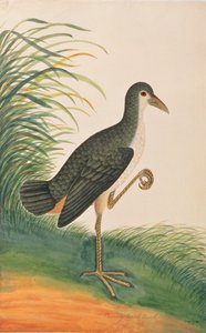 Witborstwaterhoen, uit Tekeningen van Vogels uit Malakka, c.1805-18 door Chinese School