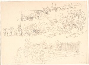 Het Pad Langs de Meren. Verschillende Plantstudies en Aantekeningen hierover