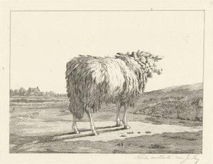 Schaap in een landschap