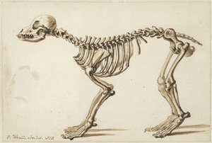 Skelet van een hond van opzij door Christiaan Kramm