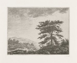 Boom in een heidelandschap