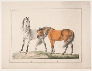 De paarden E & G door Christian David Gebauer