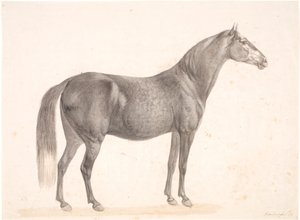 Zwart Paard door Christian David Gebauer