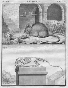 La Souris, c1763 door Christian Friedrich Fritzsch