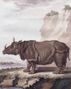 Neushoorn (gravure)