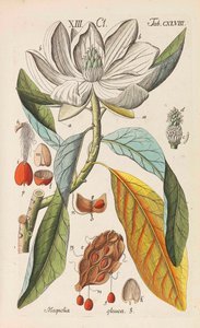 Botanisch Handboek, 1808 door Christian Schkuhr