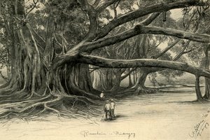Reuzenbomen in Buitenzorg, Java, 1898