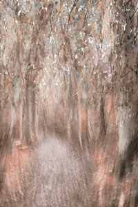 Herfstpad door het bos door Christina Sillen