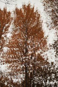 Herfstbladerdak