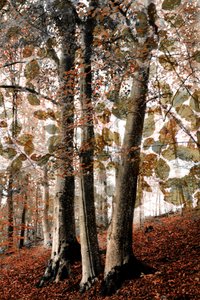Herfsttafereel in het bos