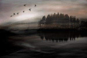 Vogels boven het mistige meer