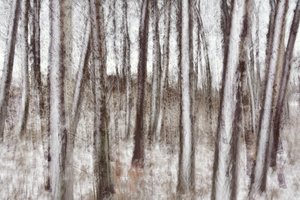 Wazige winterbomen door Christina Sillen