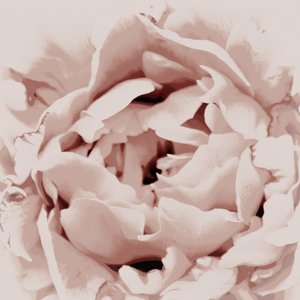 Roze pioenroos door Christina Sillen