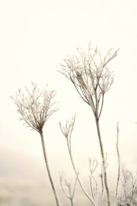 Zachte wintervorst door Christina Sillen