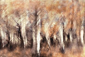 Dromerige herfstberken door Christina Sillen