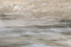 Dromerige vogels boven het water door Christina Sillen