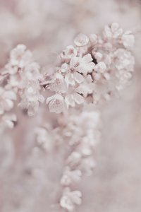 Dromerige roze bloesems