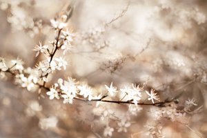 Dromerige witte bloesems