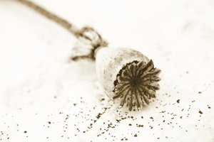 Gedroogde papaverbol door Christina Sillen