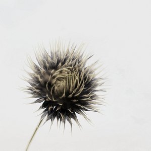 Elegante gedroogde distel door Christina Sillen