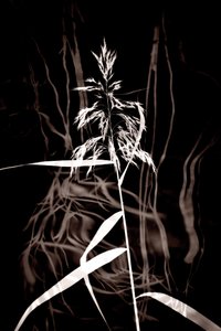 Elegant Sepia Reed