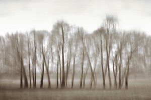 Etherische, wazige bomen door Christina Sillen