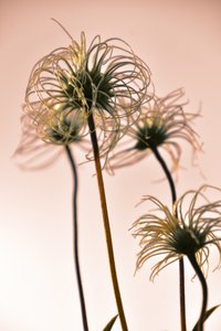Etherische botanische vormen door Christina Sillen