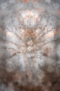 Etherische botanische symmetrie door Christina Sillen