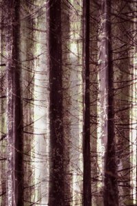 Etherisch boslicht door Christina Sillen