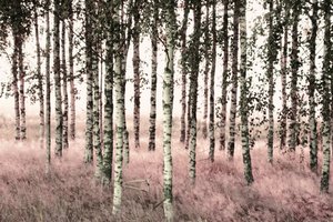Etherische roze berken