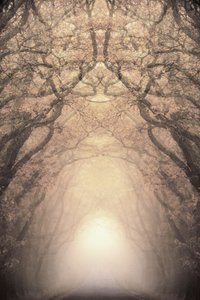 Verlichte boomtunnel door Christina Sillen