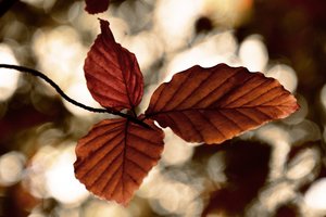 Gouden herfstbladeren door Christina Sillen