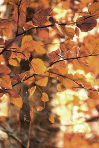Gouden herfstbladeren door Christina Sillen